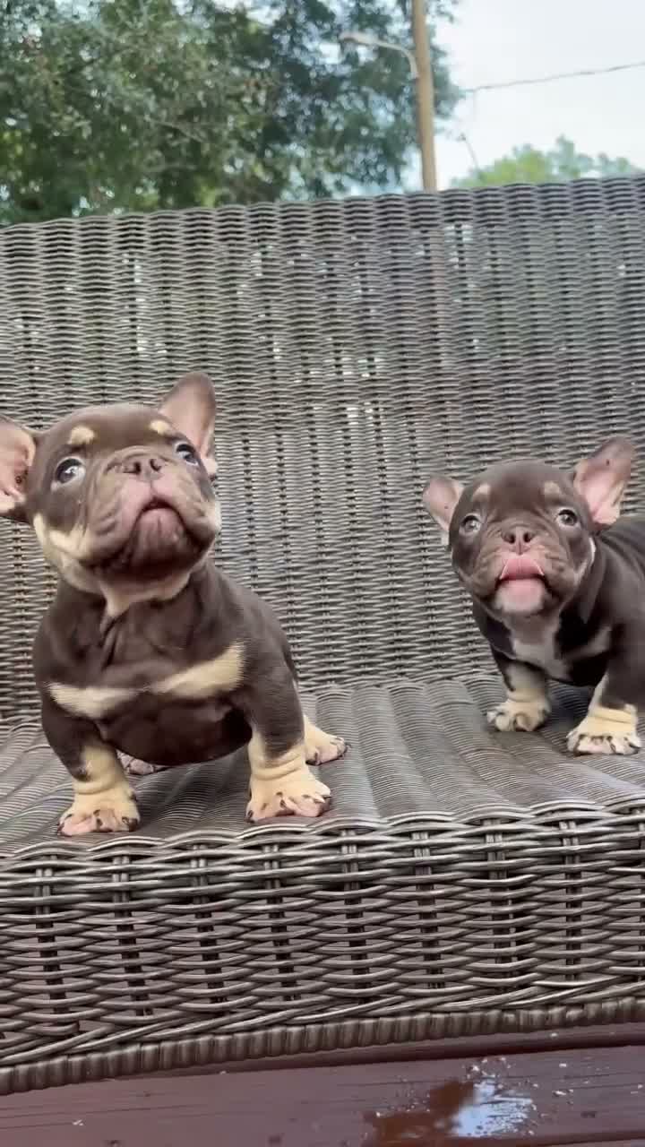 American Bully dogs for sale: Pup 1 - Video 1