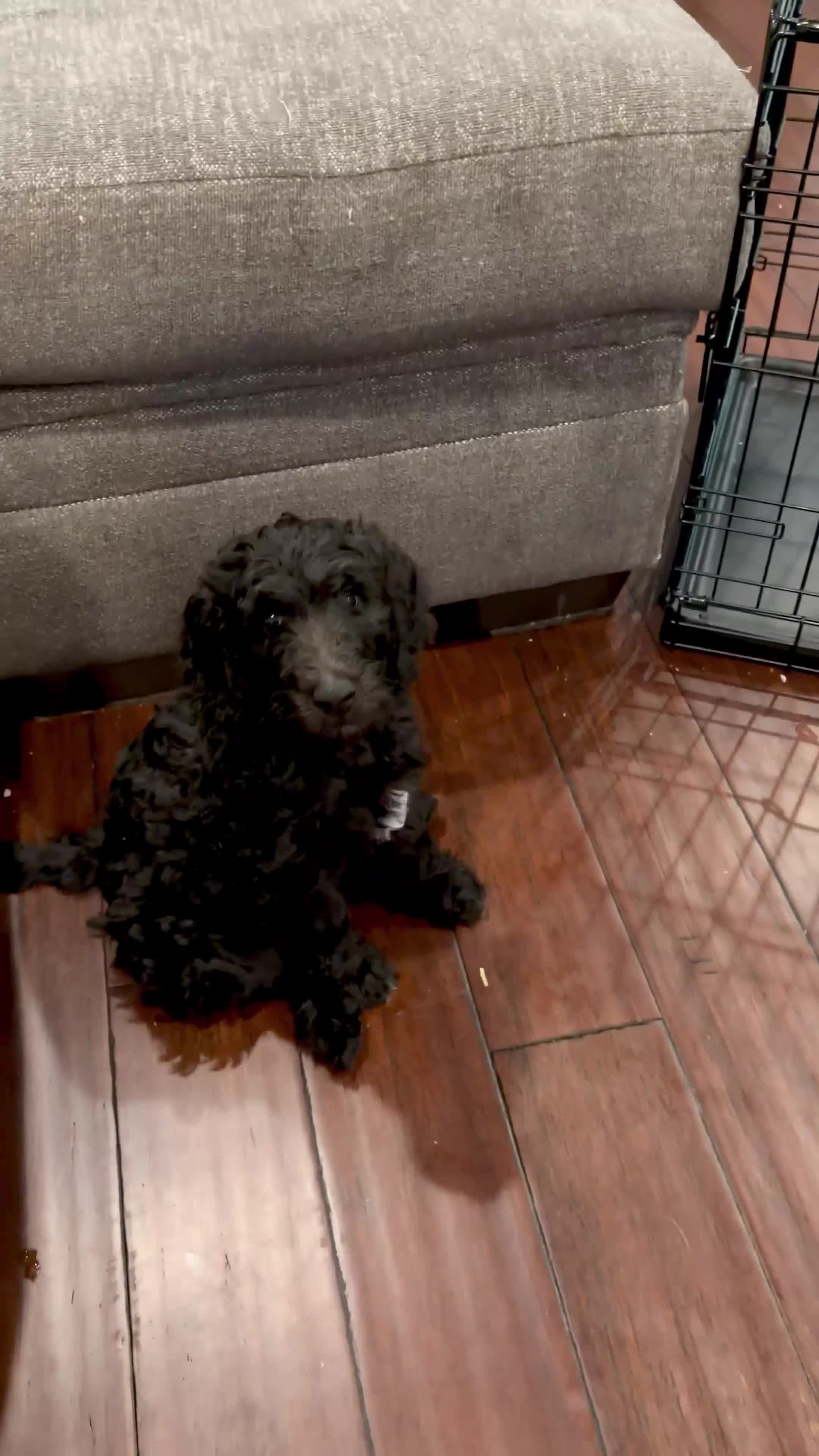 Double Doodle dogs for sale: Lou - Video 1