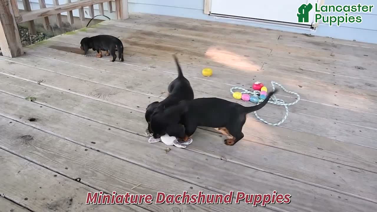 Miniature Dachshund dogs for sale: Jace - Video 1