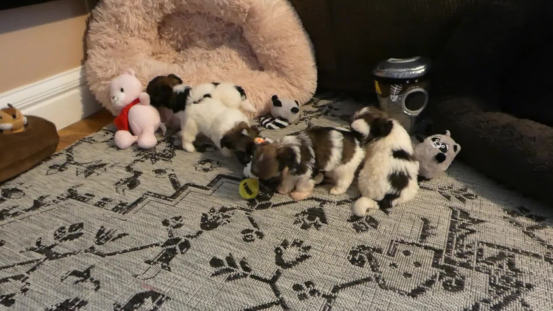 Havanese dogs for sale: Rocky-Male - Video 1