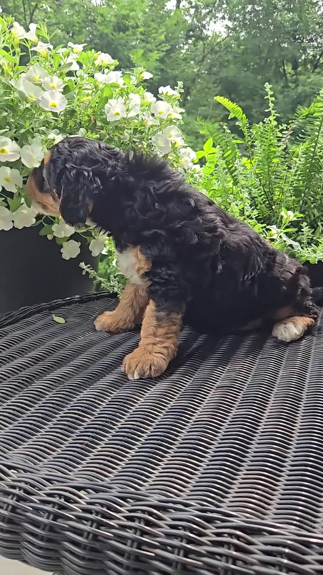 Mini Goldendoodle dogs for sale: Poppy - Video 1
