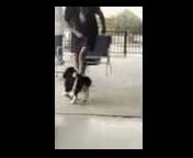 Mini Sheepadoodle dogs for sale: Rosalie - Video 3