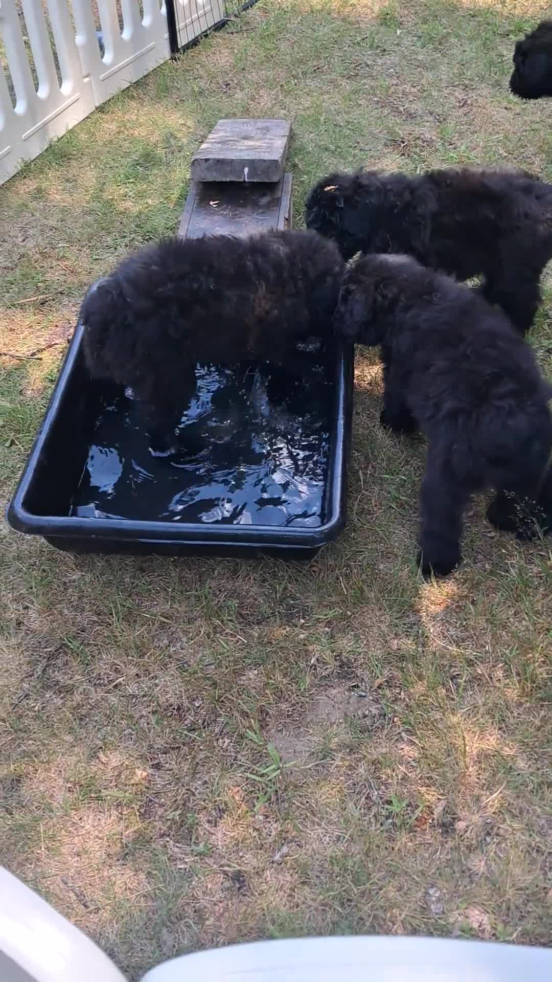 Bouvier Des Flandres dogs for sale: Bouvier Des Flandres 2 - Video 2