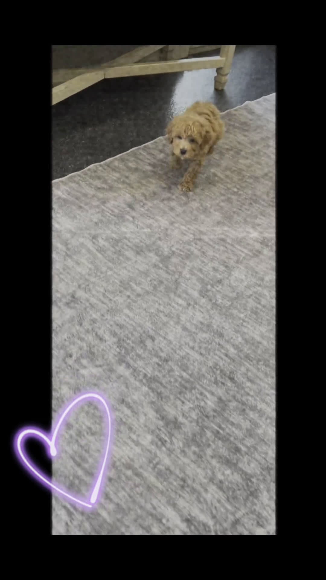 Toy Poodle dogs for sale: Copper - Video 1