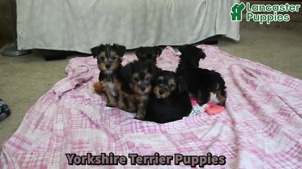 Yorkshire Terrier dogs for sale: Della - Video 1