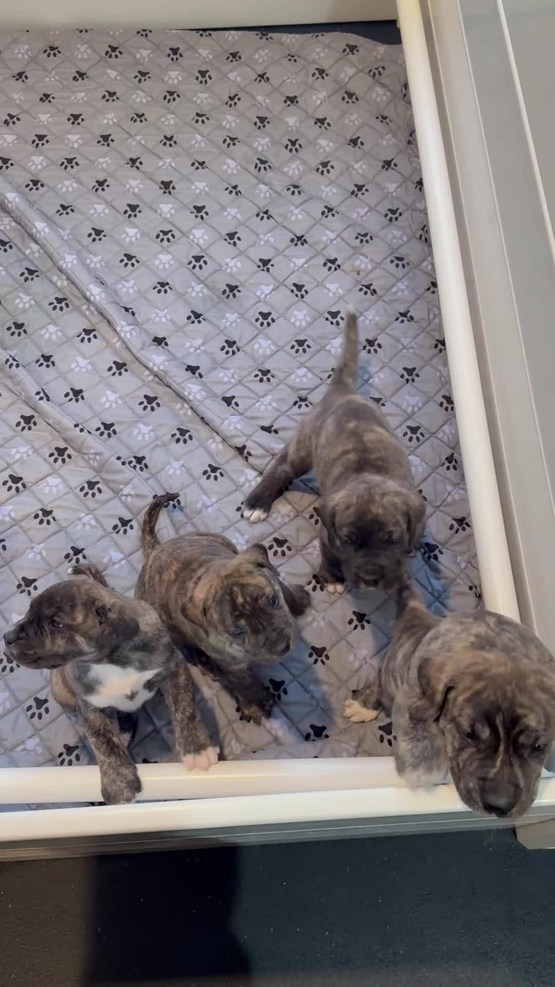 Presa Canario dogs for sale: Presa Canario Puppy 2 - Video 1