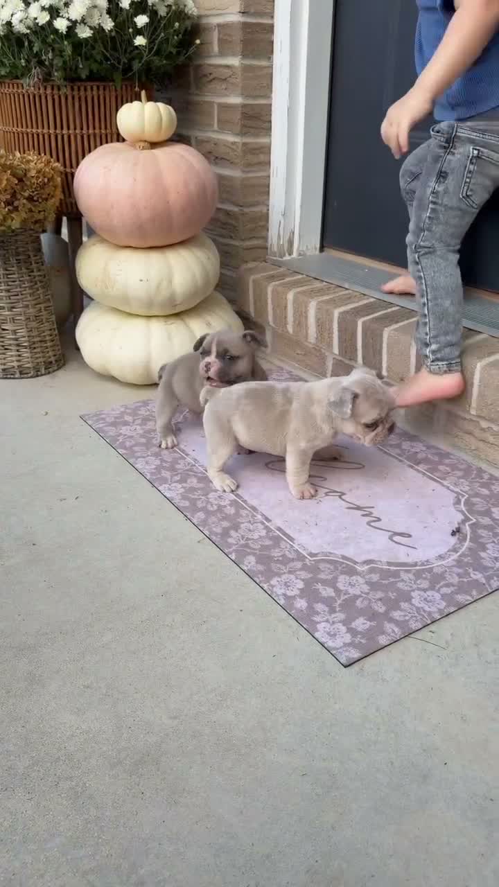 French Bulldog dogs for sale: French Bulldog 1 - Video 1
