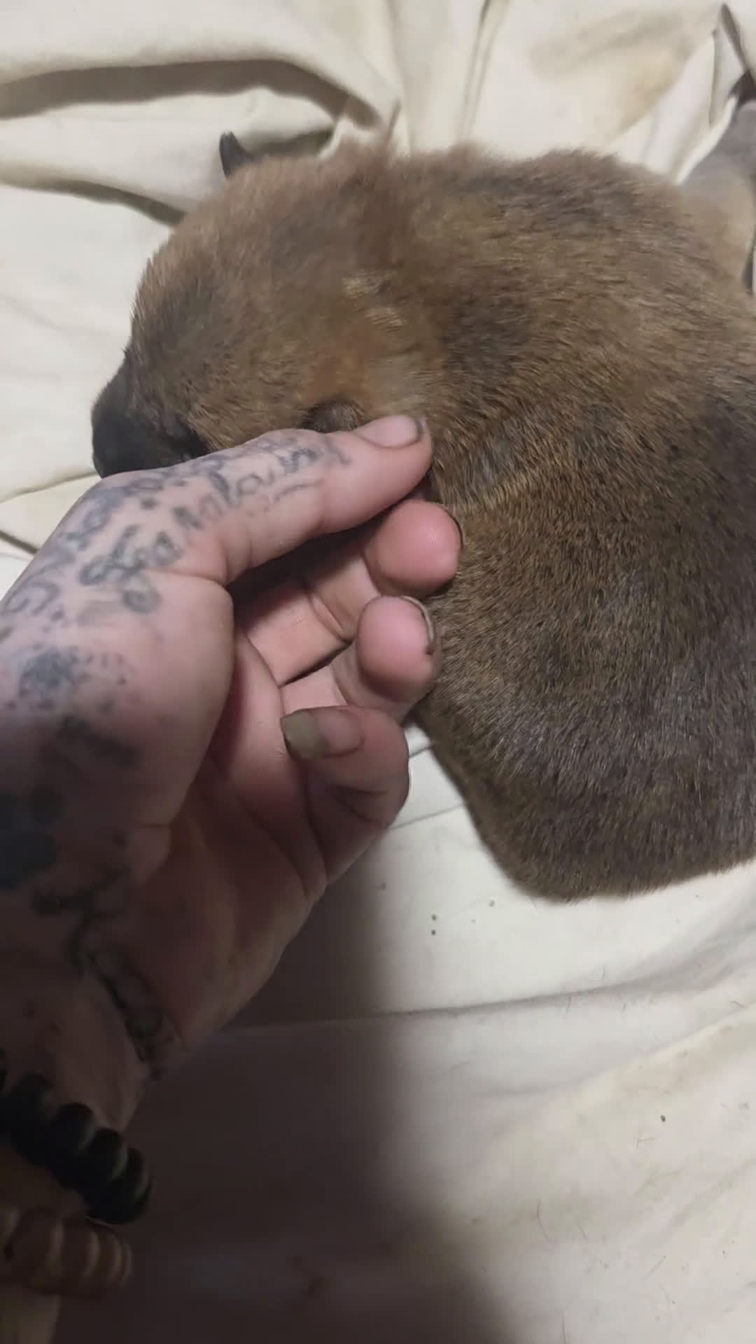 Shiba Inu dogs for sale: Shiba Inu Puppy 1 - Video 2