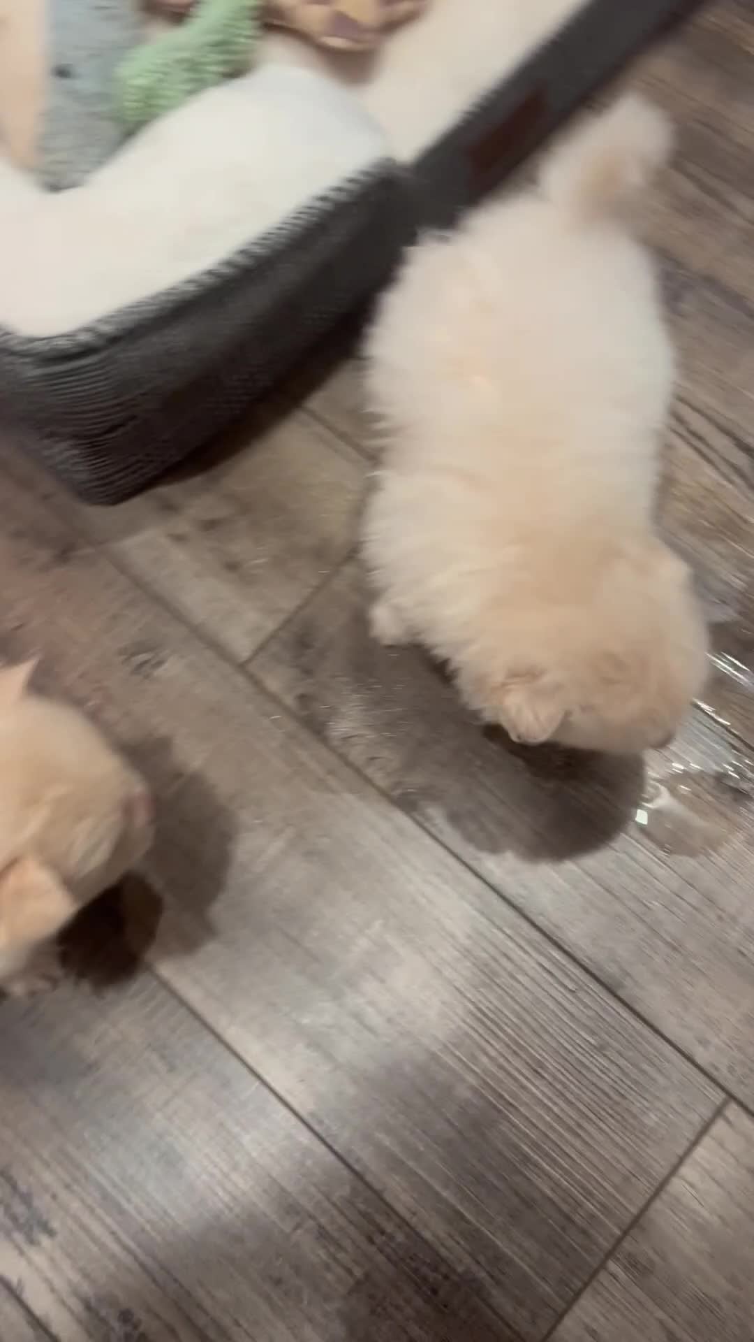 Pomeranian dogs for sale: Pomeranian Puppy 1 - Video 3