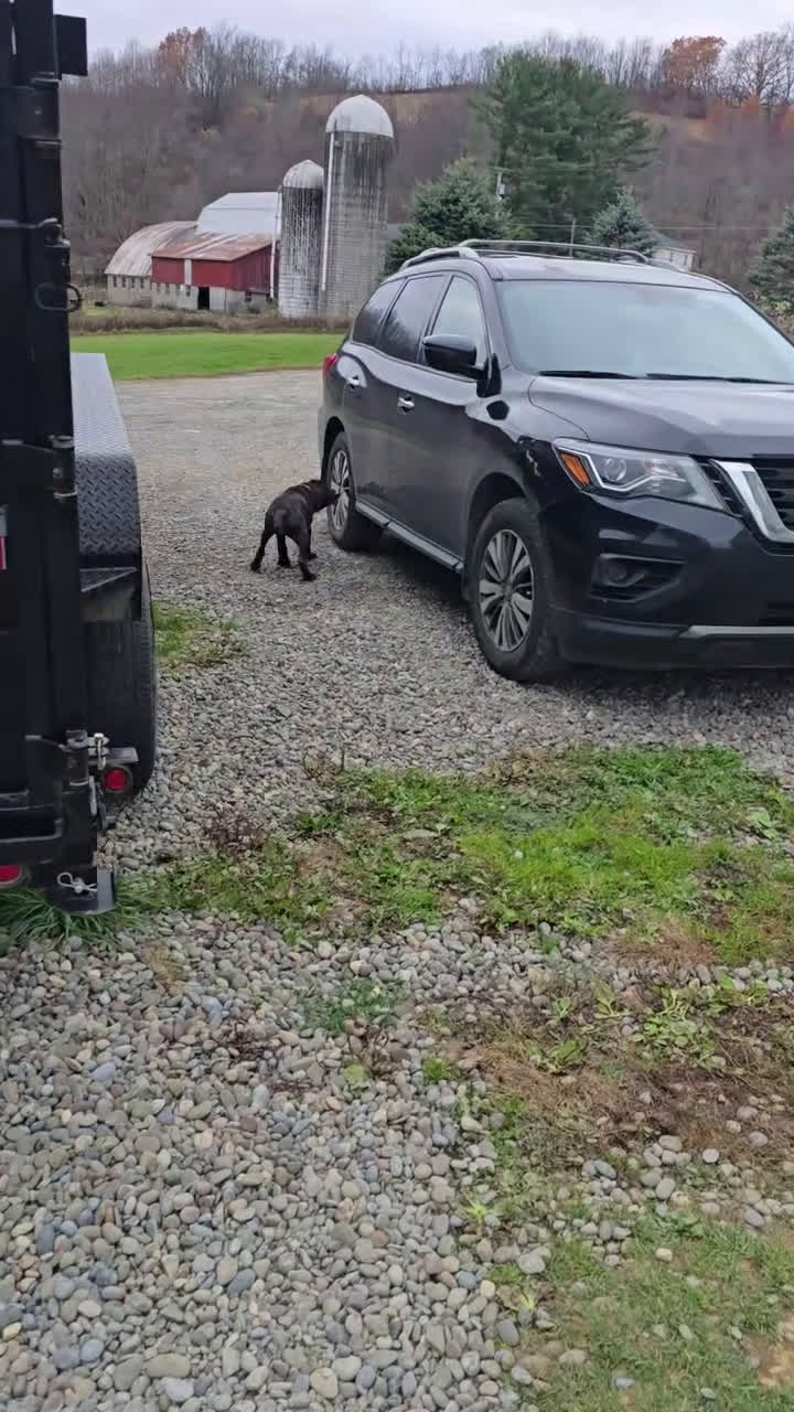 Mixed Breed dogs for sale: Ingrid - Video 3