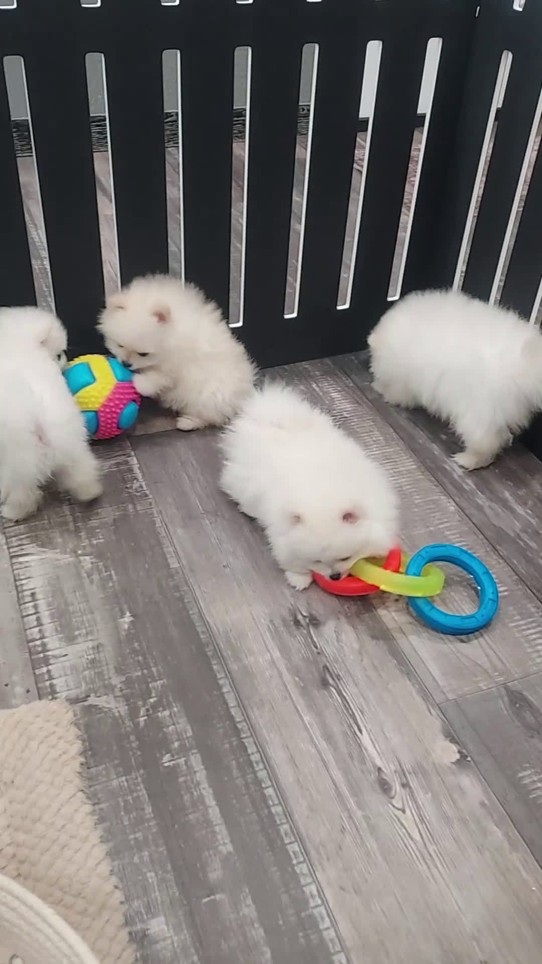 Pomeranian dogs for sale: Wanda - Video 2