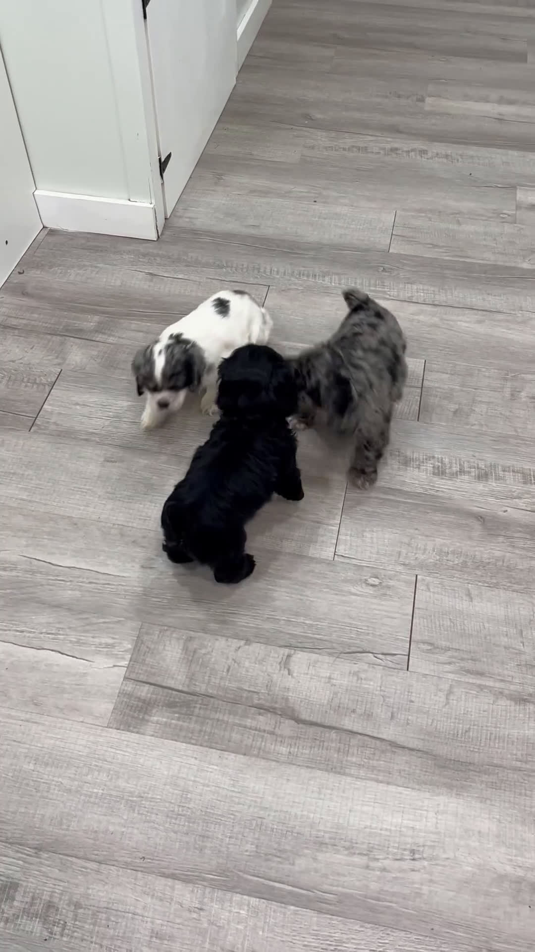 Cocker Spaniel dogs for sale: Vance - Video 2