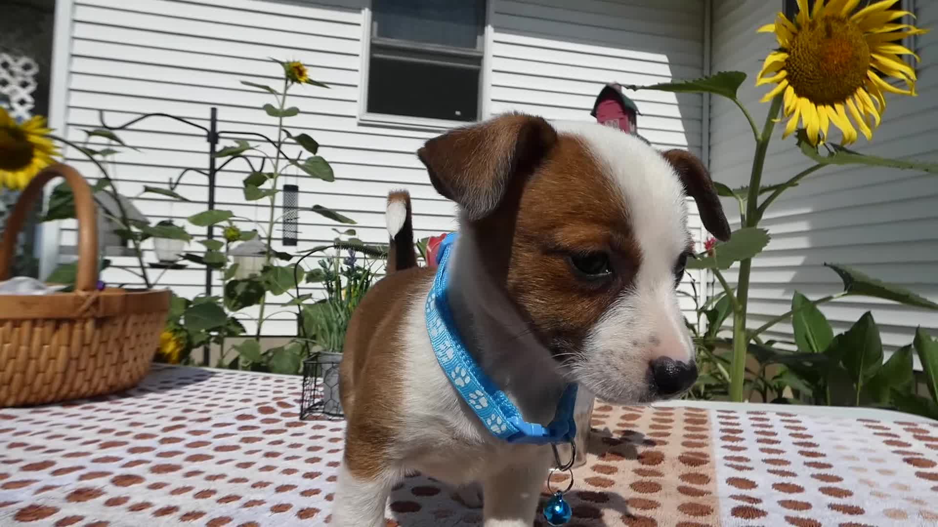 Jack Chi dogs for sale: Jack Chi 11 Tulip - Video 1