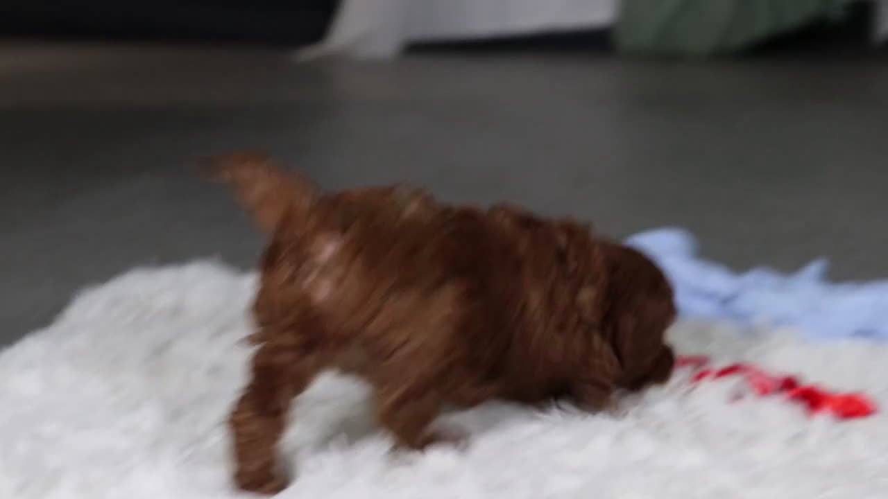 Cavapoo dogs for sale: Theo - Video 3
