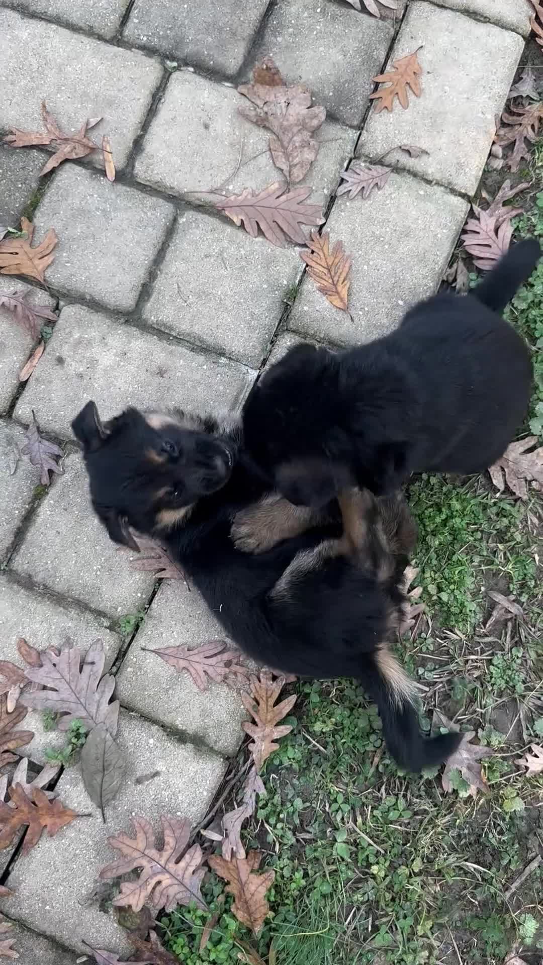 German Shepherd dogs for sale: German Shepherd 3 - Video 3