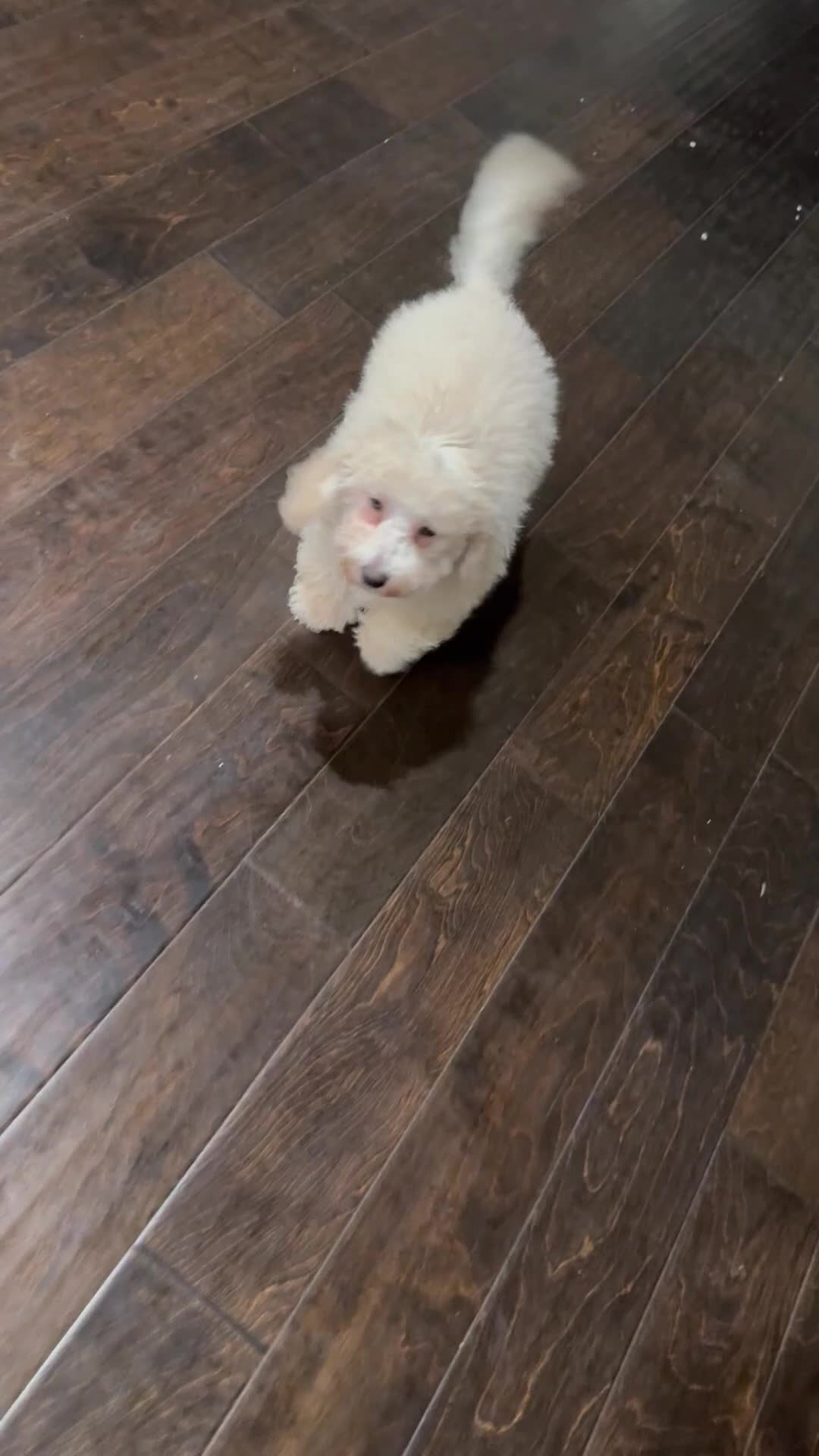 Bichpoo dogs for sale: Bichpoo 2 - Video 1