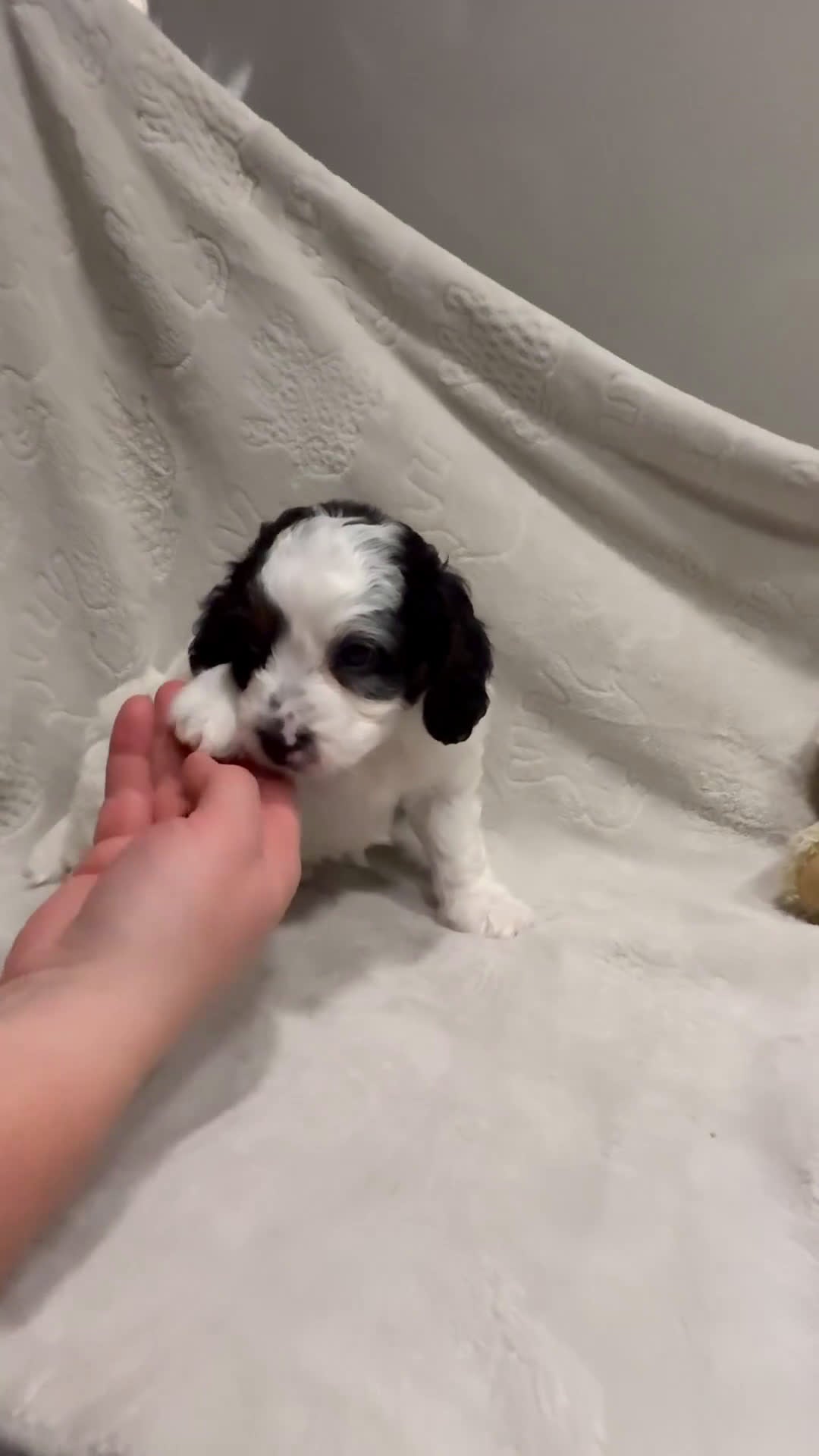 Cavapoo dogs for sale: Rex - Video 4
