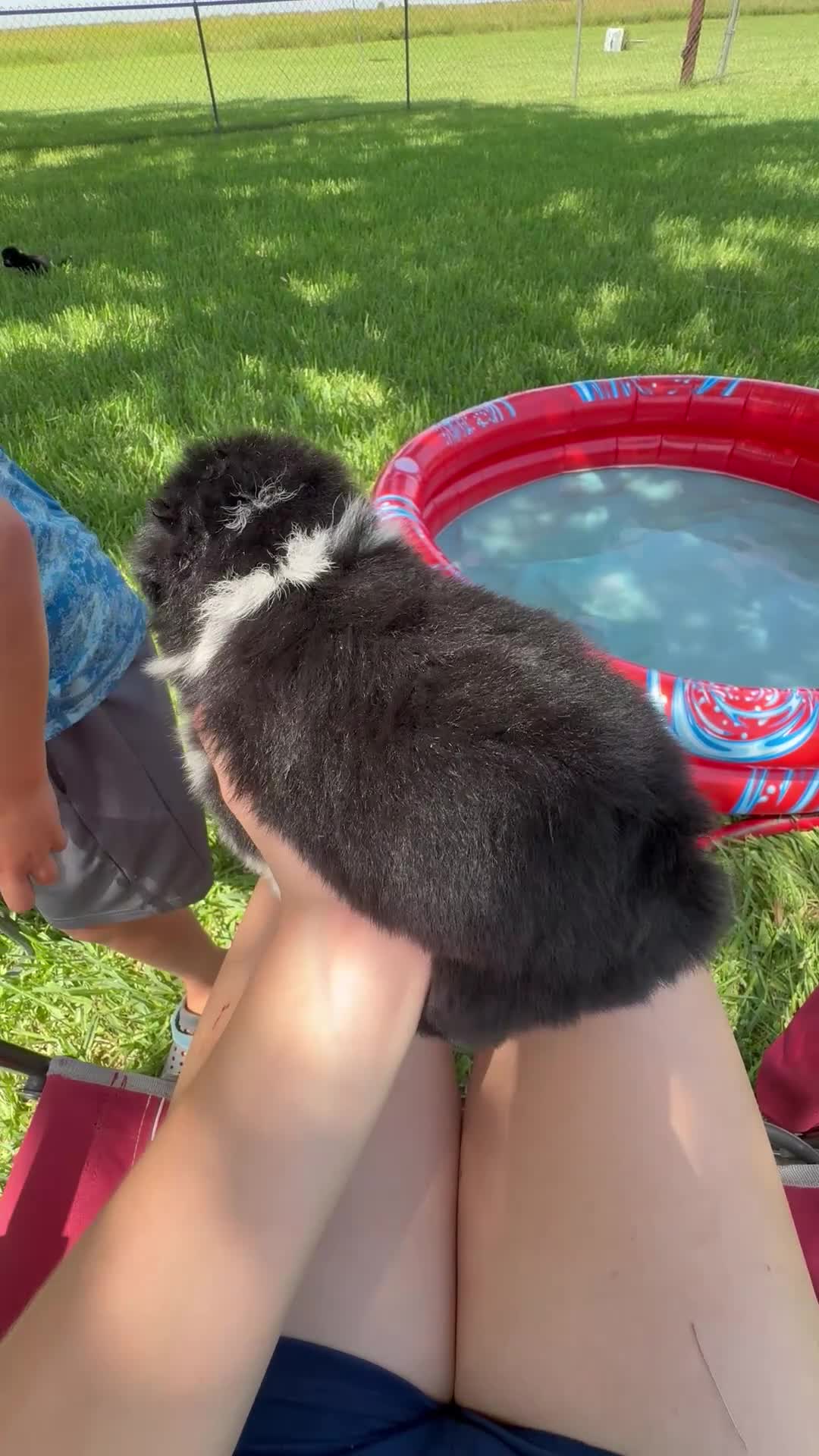 Mixed Breed dogs for sale: Fred  - Video 1