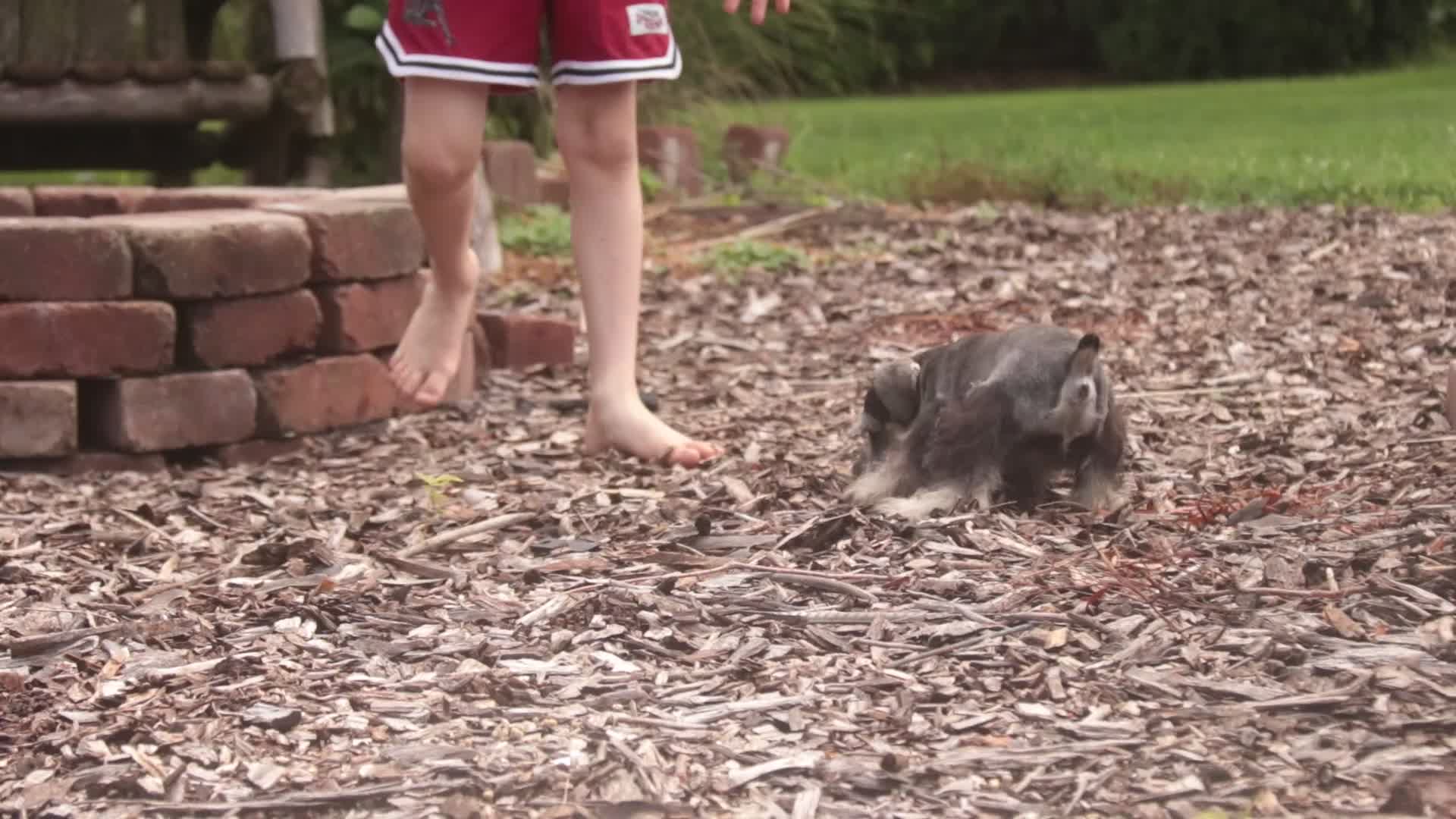 Miniature Schnauzer dogs for sale: Nellie Belle - Video 1