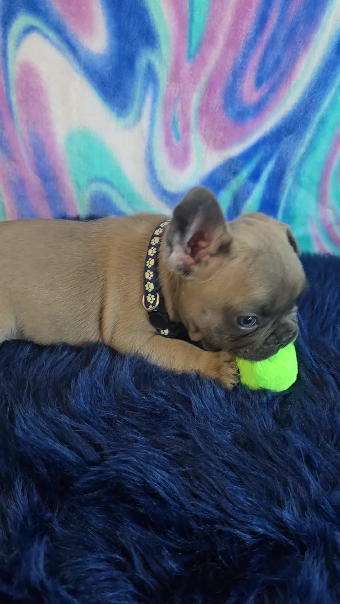 French Bulldog dogs for sale: Peter - Video 1