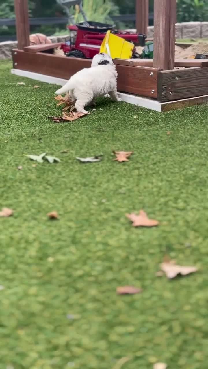 Aussiedoodle dogs for sale: Rambo - Video 1
