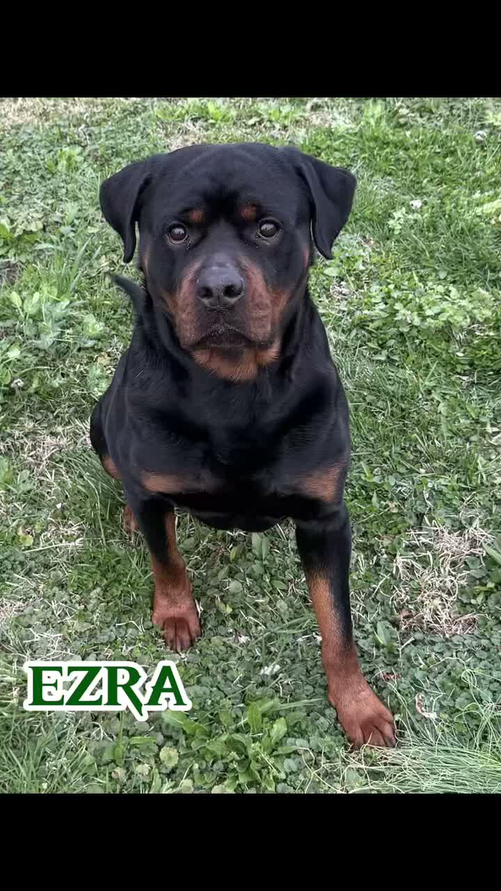 Rottweiler dogs for sale: Rottweiler 1 - Video 1