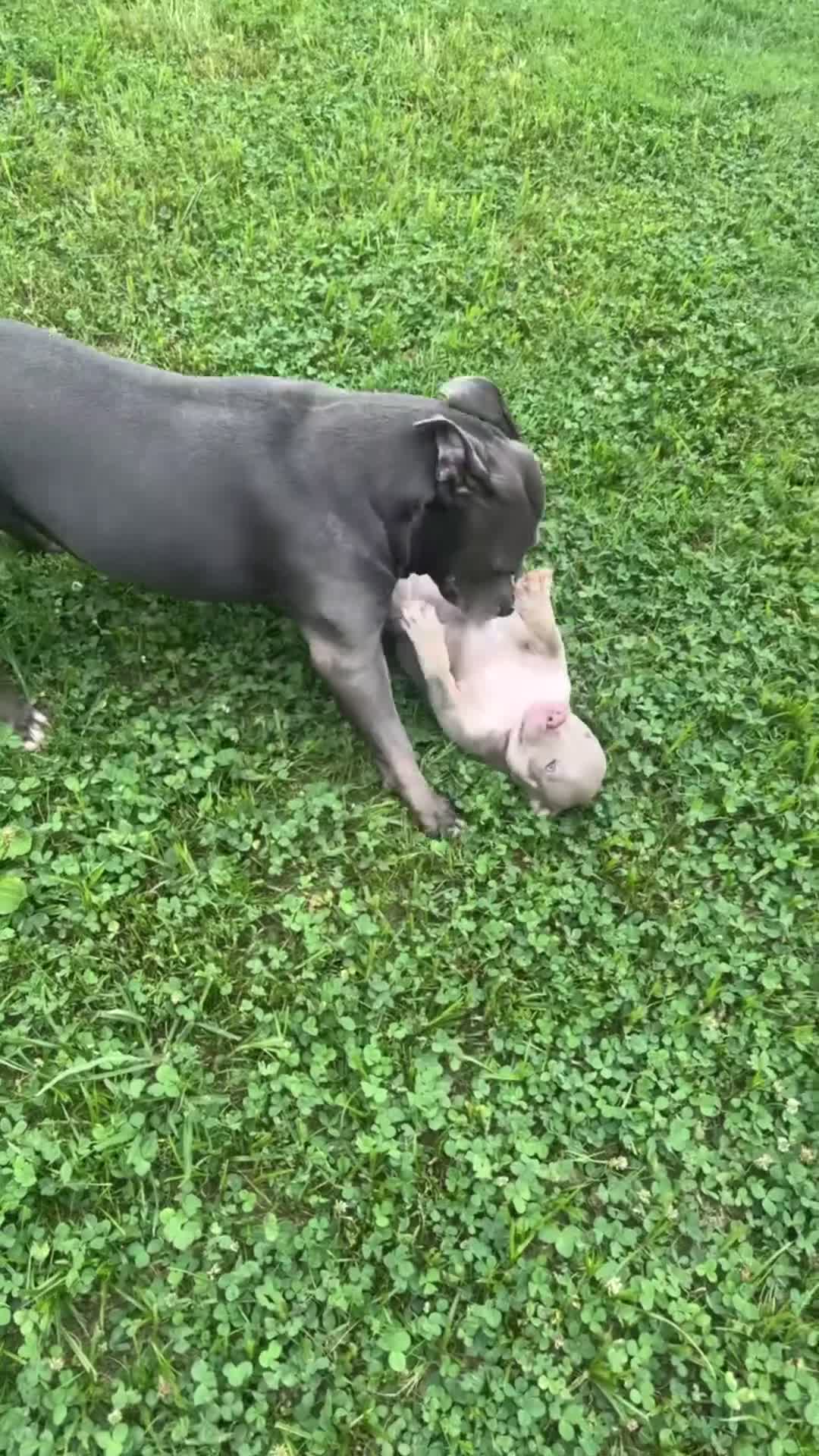 American Bully dogs for sale: Butterscotch - Video 2