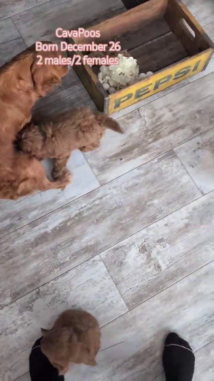 Cavapoo dogs for sale: Turbo  - Video 7