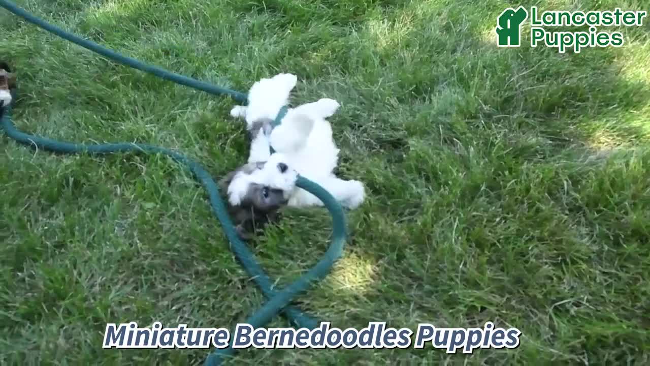 Mini Bernedoodle dogs for sale: Max - Video 1