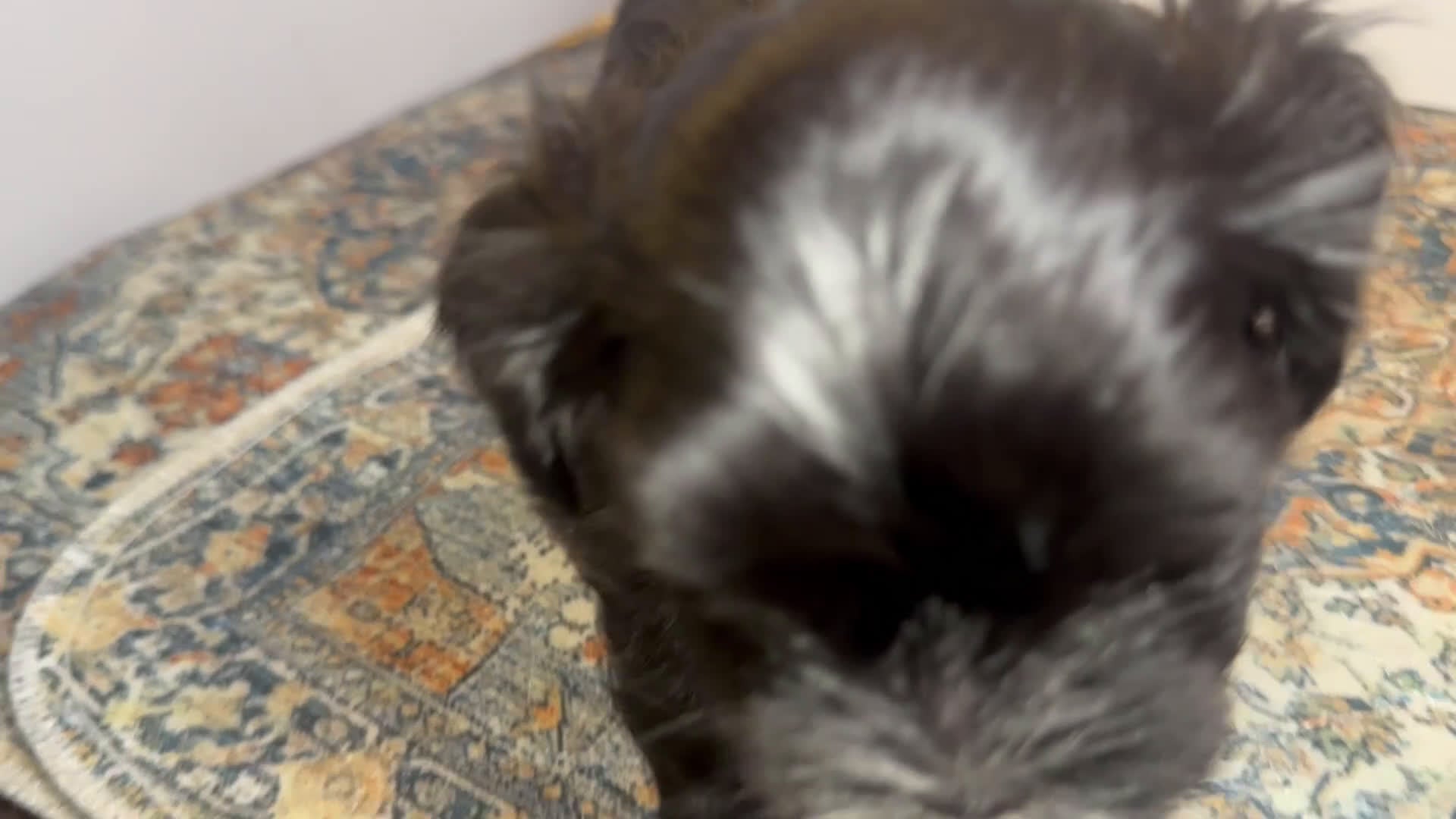 Mixed Breed dogs for sale: Knight Lightening  - Video 2