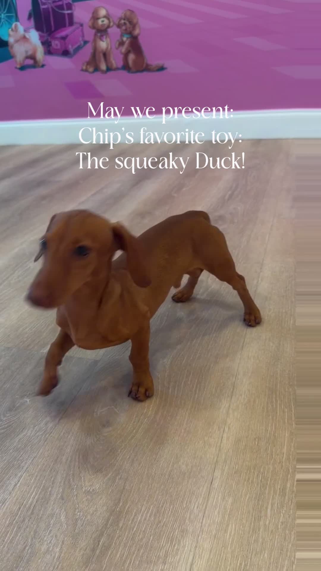 Miniature Dachshund dogs for sale: Chip from Disney  - Video 1