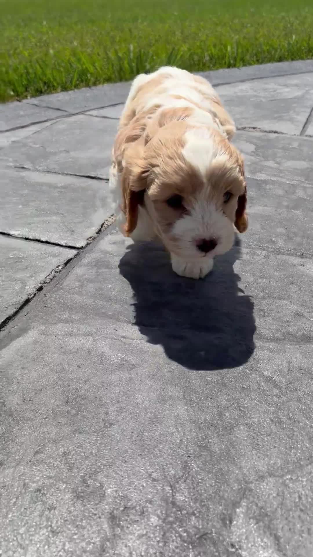Cavapoo dogs for sale: Toby - Video 1