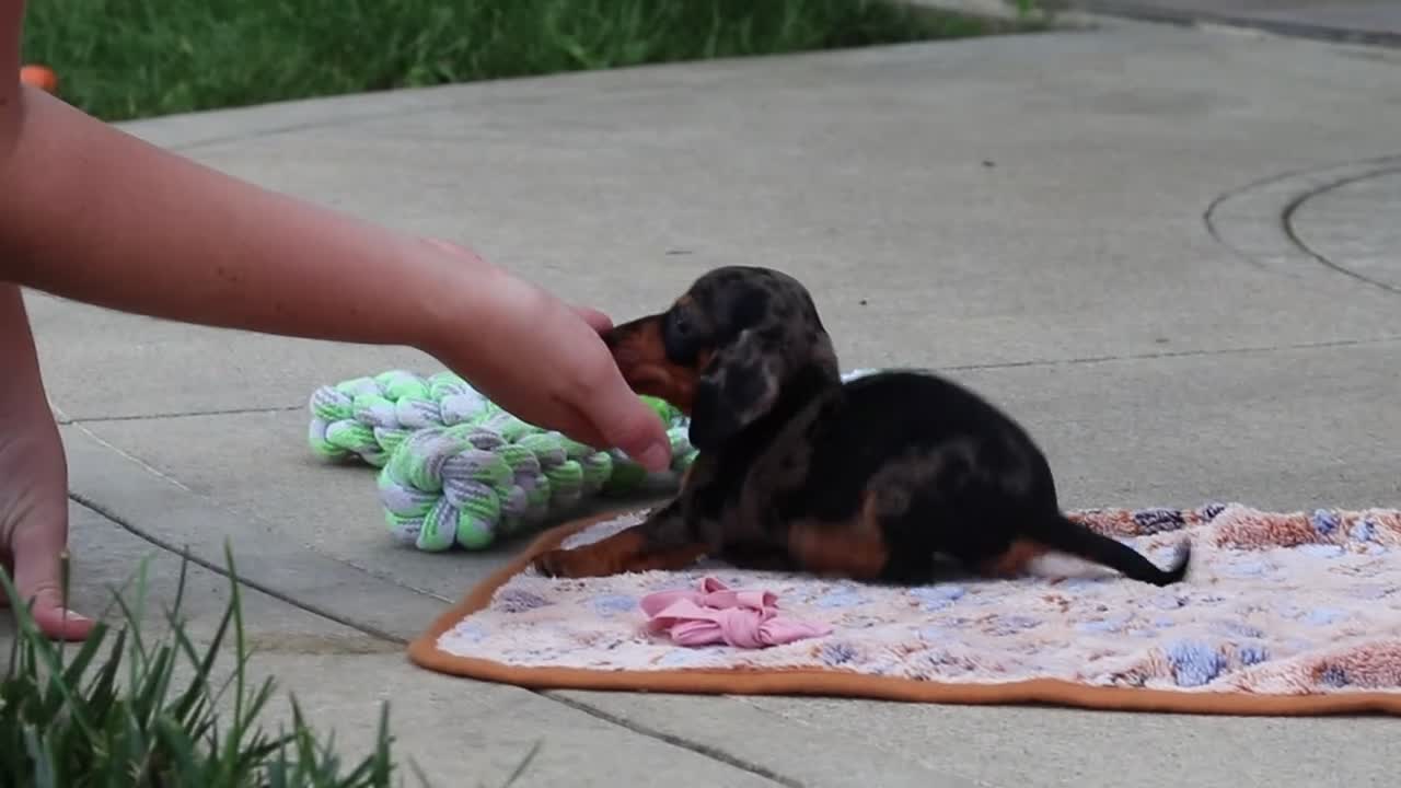 Miniature Dachshund dogs for sale: Everett - Video 1
