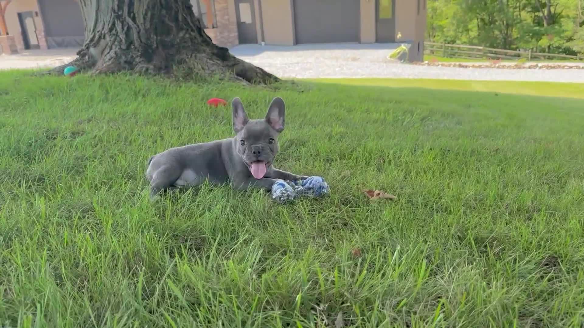 French Bulldog dogs for sale: Fifi - Video 1