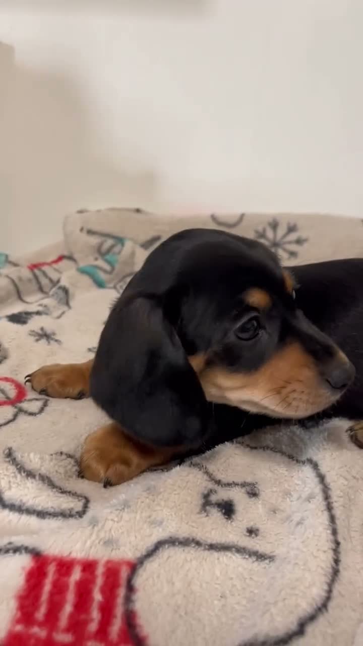 Miniature Dachshund dogs for sale: Mollie - Video 1