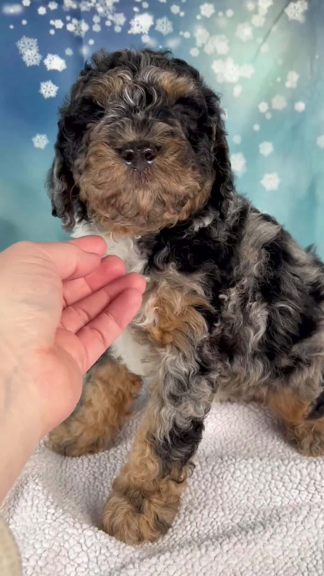 Mini Bernedoodle dogs for sale: Carson - Video 1