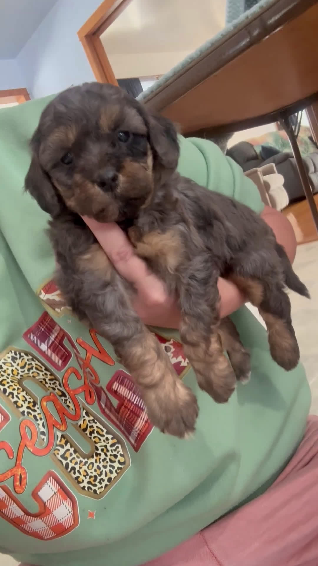 Cavapoo dogs for sale: Cavapoo Puppy 1 - Video 1