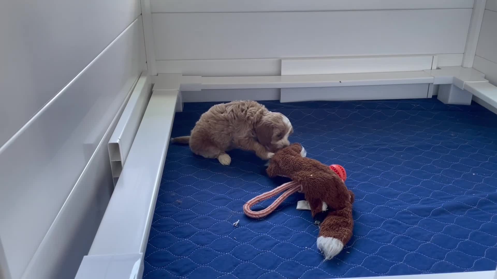 Mini Goldendoodle dogs for sale: Ms. Amber - Video 1