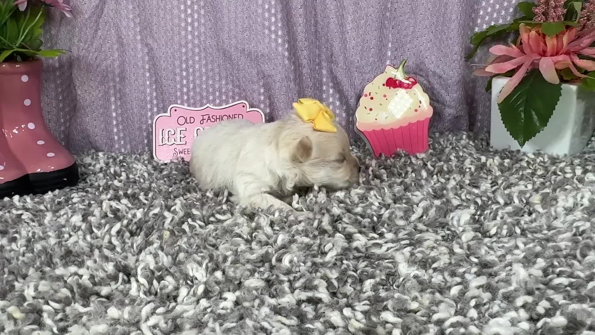 Pomapoo dogs for sale: Pomapoo 4 - Video 1