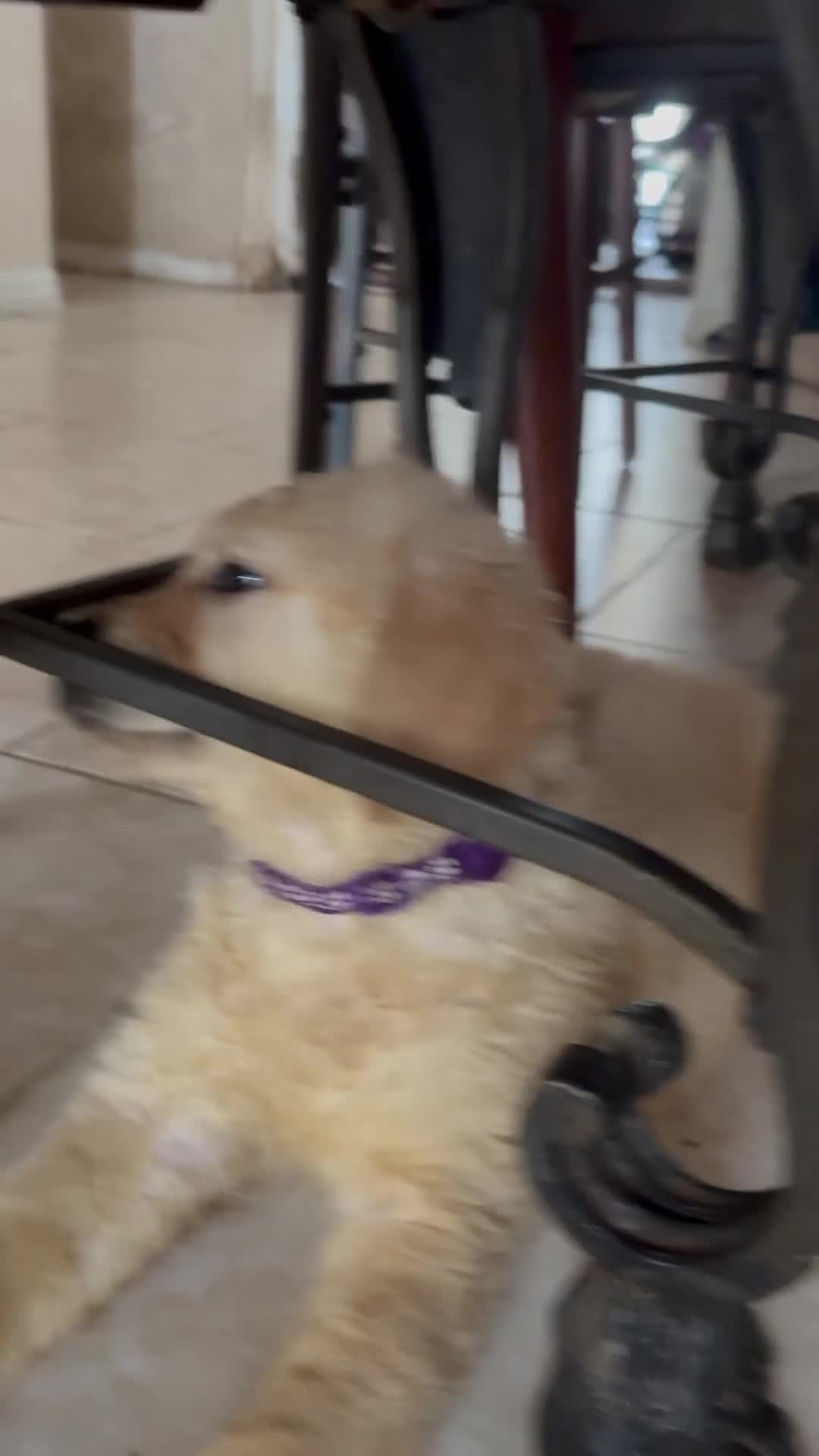Golden Retriever dogs for sale: Violet - Video 1