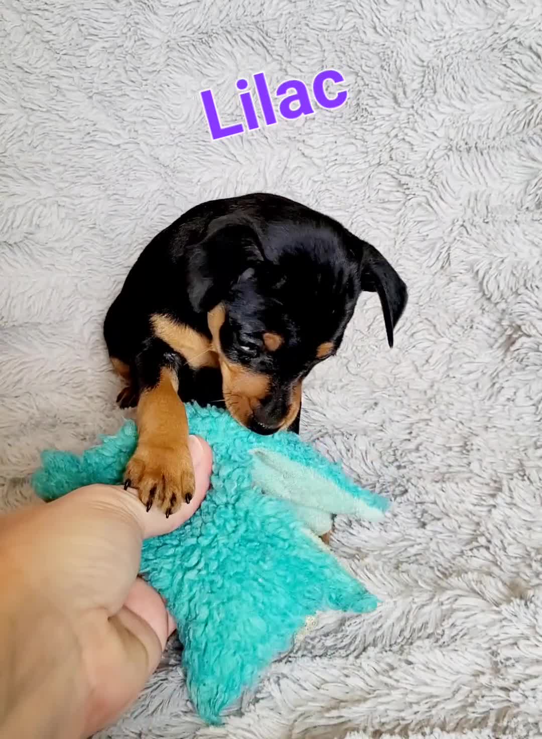 Miniature Pinscher dogs for sale: Lilac - Video 1
