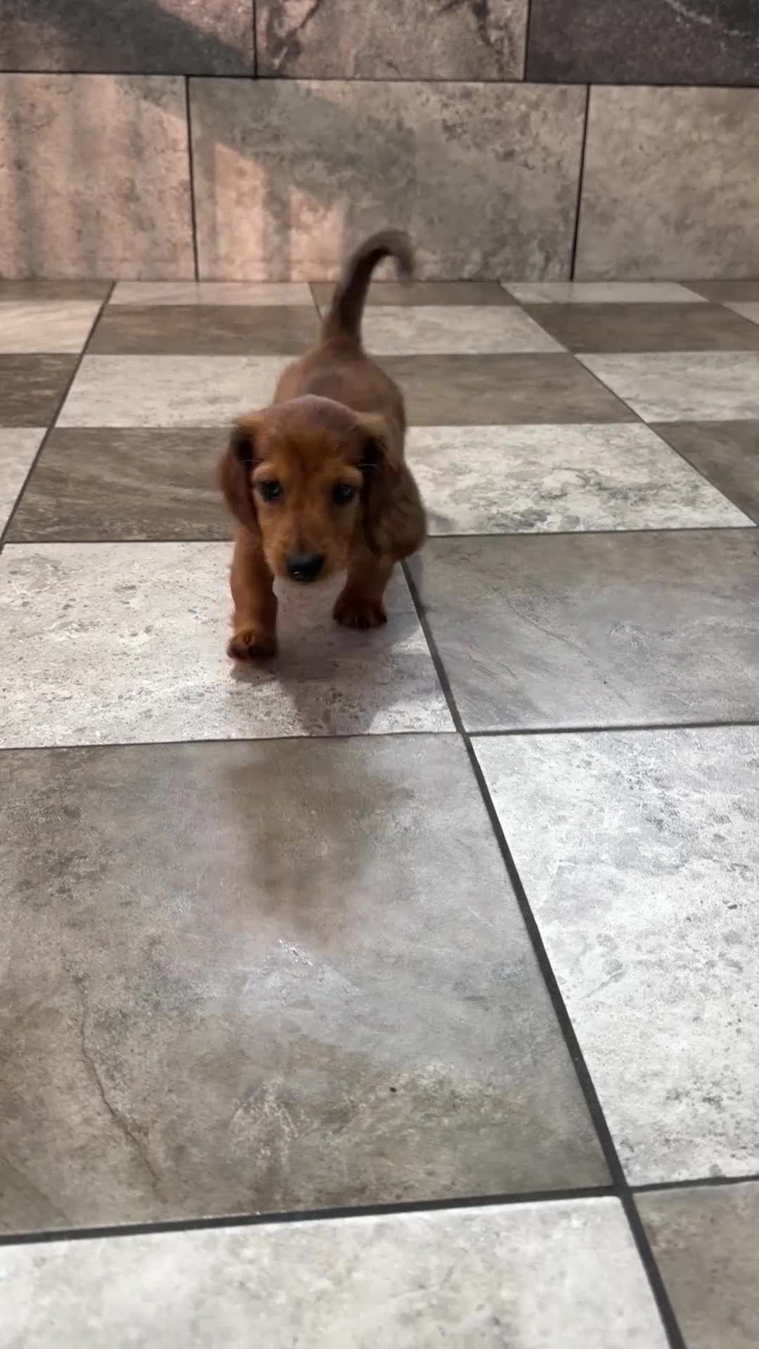 Miniature Dachshund dogs for sale: Amy - Video 1