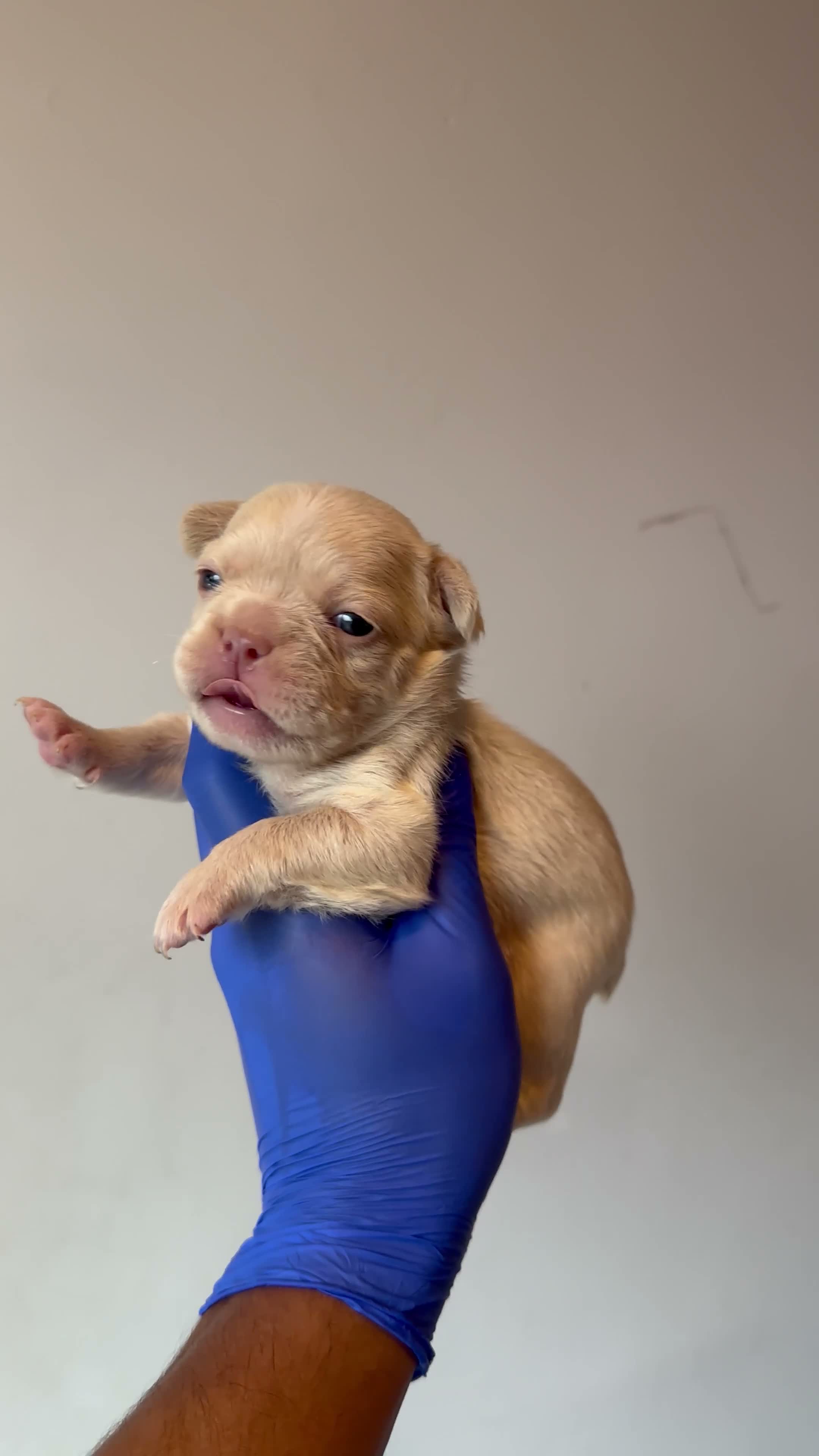 French Bulldog dogs for sale: Gucci - Video 1