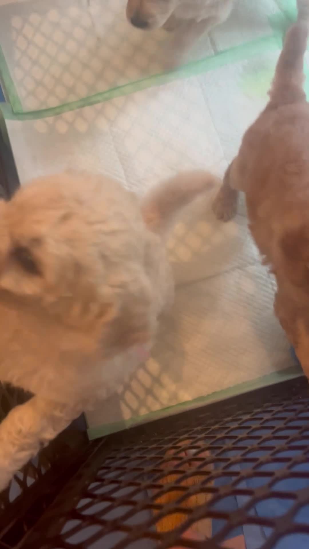 Goldendoodle dogs for sale: Goldendoodle Honey- Yellow - Video 1