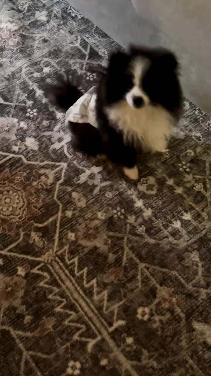 Pomeranian dogs for sale: Koko - Video 1