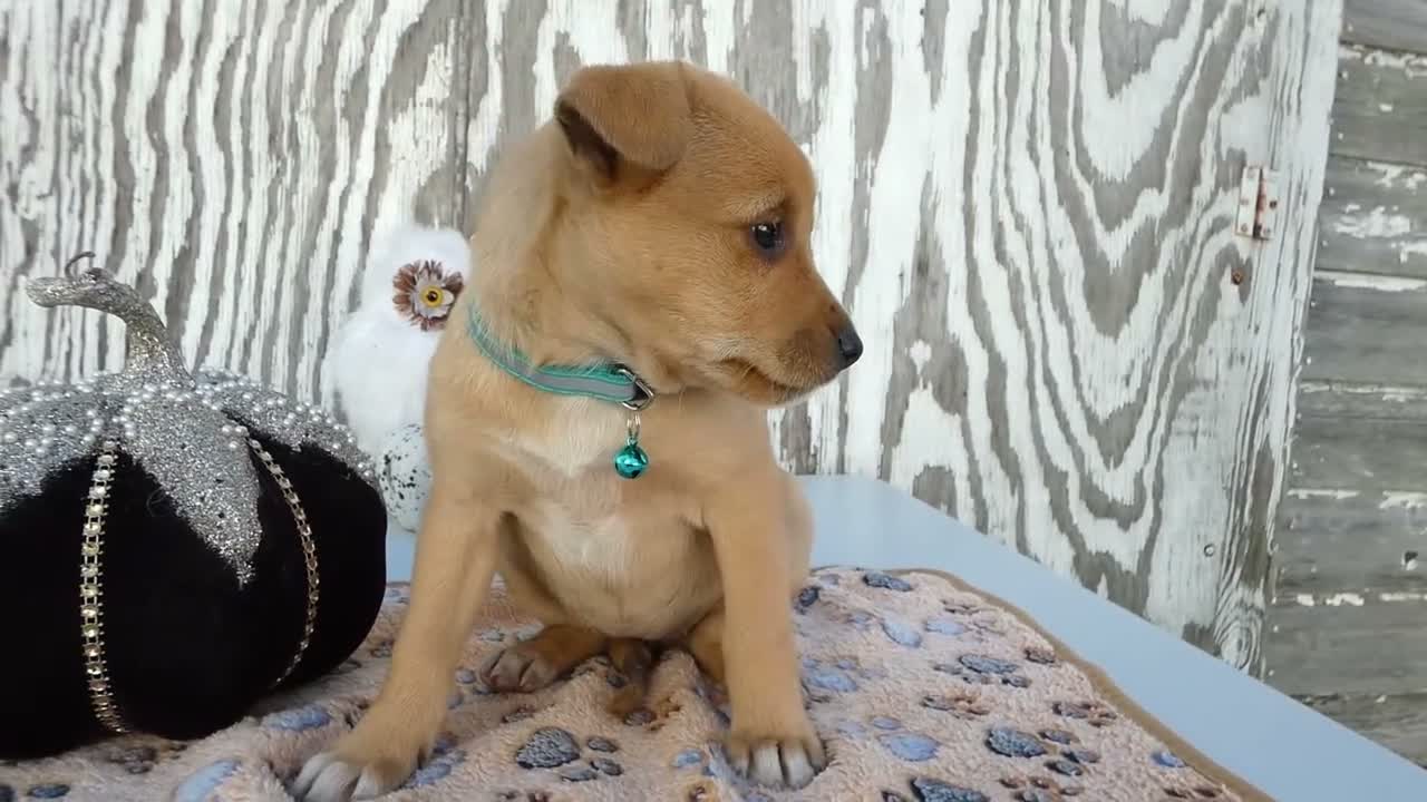 Jack Russell Terrier dogs for sale: Jack Russell Terrier 7 Leah - Video 1