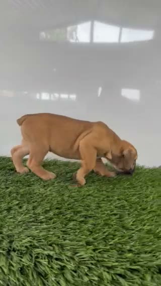 Olde English Bulldogge dogs for sale: Lucy - Video 4