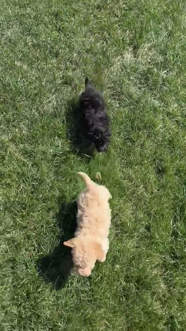 Miniature Poodle dogs for sale: Mini Parker - Video 2