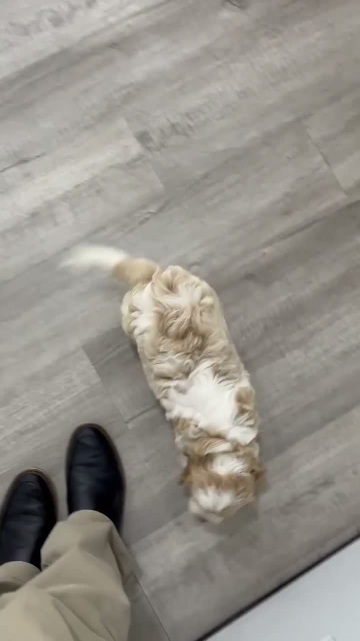 Cavapoo dogs for sale: Odie - Video 1