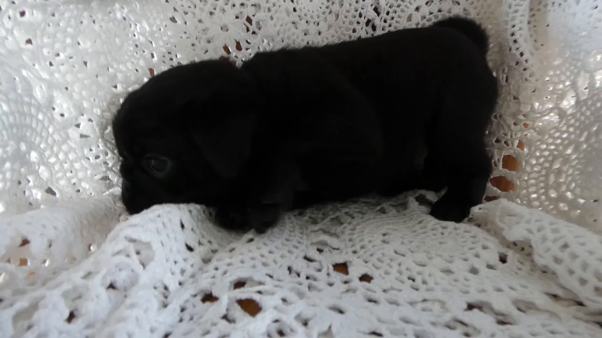 Pug dogs for sale: Pug Puppy 3 Mason - Video 1